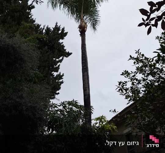 עץ דקל גבוה שעבר גיזום וטיפוח בחצר בית פרטי